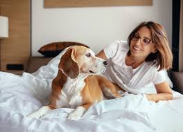 Jun 01, 2021 · best u.s. Most Dog Friendly Hotel Chains In The United States