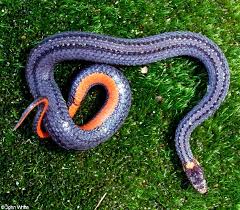 Here in new york, we have 17 native species of snakes. Snakes Of New York