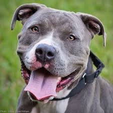 Repeal Denver S Misguided Ban On Pit Bulls In 2020 Animal Rescue Site Animal Rescue Mixed Breed Dogs