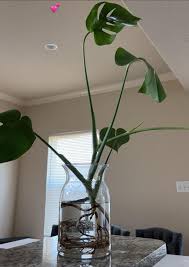 Tips & Tricks For Monstera Happiness