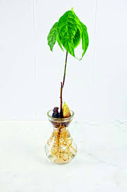 Rinse the pit with cool water and blot it dry with a paper towel. How To Grow An Avocado Tree From An Avocado Pit Hello Homestead