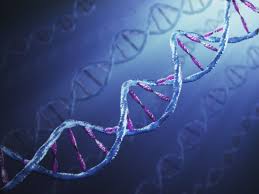 Cap 16 Los Perfectos Tienen La Capaz De Programar Los Genes Con La Meta De Obtener Guardianes Silenciosos Como Los Dna Research Biology Of Belief Epigenetics
