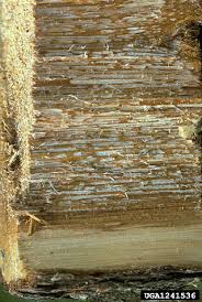 Image result for Phellinus pini