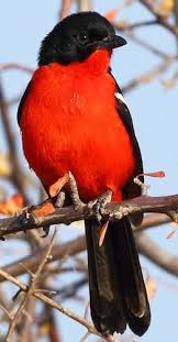 Pin On Phenomenal Wildlife In K2c