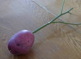 Maybe you would like to learn more about one of these? Rose Bush Cuttings In Potatoes Propagating Roses With Cuttings Stuck In Potatoes