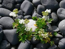 Image result for Afroligusticum