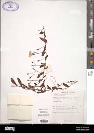 Image result for Merremia pterygocaulos