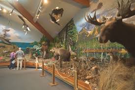 Natural History Museum New York Diorama Heaven Museum Displays Museum Diorama