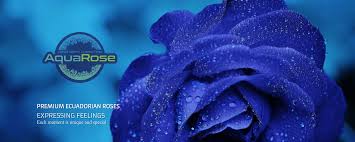 Maybe you would like to learn more about one of these? Aquarose Linkedin