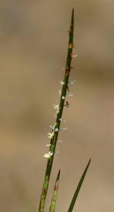 Image result for Hemarthria