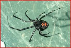 Black widows eat insects, as well as other arachnids, that they catch in their webs. Black Widow Spider New York State Ipm Program