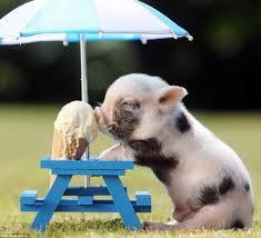 SeniorenNet - Grappig of Schattig - lekker ijsje... SeniorenNet - Website voor de actieve 50-plusser