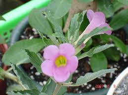 Image result for Pterodiscus aurantiacus