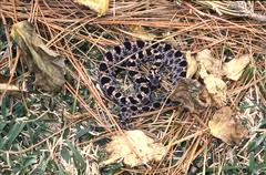 We did not find results for: Sistrurus Miliarius Barbouri Wikipedia