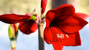 Caring for amaryllis in spring and summer. How To Care For Amaryllis So It Blooms Again Pass The Pistil