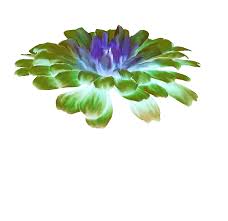 120 pieces of animated pictures of butterflies on a transparent background, sitting, flying. Edited At Https Lunapic Com Happy Birthday Pictures Beautiful Flowers Flowers