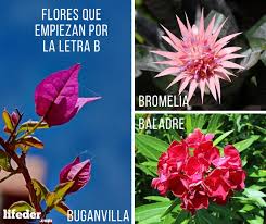 6 Flores Que Comienzan Por B