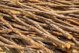 L'essence de ses feuilles a des pouvoirs désinfectants et décongestionnants. Le Bois D Eucalyptus Le Bois Le Bois Le Tri La Foret Brun Grand Qui Se Chevauchent Banque D Images Et Photos Libres De Droits Image 36471291