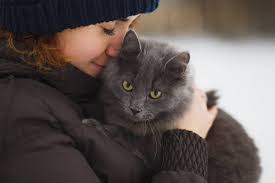 One of the reasons why do cats knead their owners is to mark the person as their own buddy. Do Cats Actually Love Their Owners Cat Breeds Faq