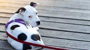 Spotted Dog Breeds 22 Different Pups With Spotted Coats