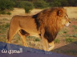 تفسير الاحلام القلقول / øªù ø³ùšø± ø­ù„ù… ø±ø¤ùšø© ø¹øµù ùˆø± ø¹øµø§ù ùšø± ø§ùˆ ø·ùšø± ø·ùšùˆø± ù ùš ø§ù„ù…ù†ø§ù… ù„ø§ø¨ù† ø³ùšø±ùšù† : ØªÙØ³ÙŠØ± Ø­Ù„Ù… Ø§Ù„Ø§Ø³Ø¯ ÙÙŠ Ø§Ù„Ù…Ù†Ø§Ù… Ù„Ø§Ø¨Ù† Ø³ÙŠØ±ÙŠÙ† Ø§Ù„Ù…ØµØ±ÙŠ Ù†Øª