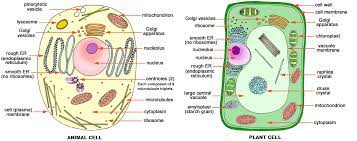 We did not find results for: Name Any One Feature Of This Plant Cell In The Given Diagram Which Is Not Present In An Animal Cell