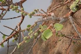 Image result for Ficus tettensis