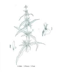 Image result for Hygrophila schulli