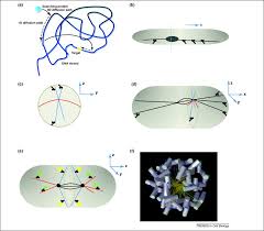 We did not find results for: Modeling Cellular Processes In 3d Trends In Cell Biology