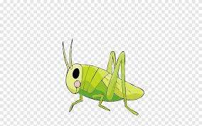 Cricket insect clipart free clipart cricket insect cricket insect clipart clip art cricket insect insect clipart free free insect clipart images insect clipart cartoon insect clipart animated insect clipart insect clipart for kids insect clipart images insect clipart pictures cute insect clipart stick insect clipart insect clipart black and white. Insect Drawing Cricket Locust Large Grasshopper Insects Fauna Png Pngegg