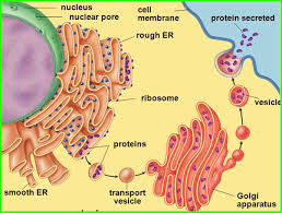 Maybe you would like to learn more about one of these? What Is The Main Function Of The Golgi Apparatus In A Plant Cell Quora