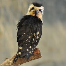 Check spelling or type a new query. Finally Revealed The World S Largest Bird Of Prey Bird Eden