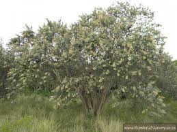 Image result for Brachylaena huillensis