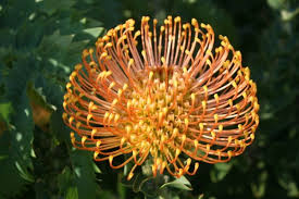 Accueil » international » afrique du sud. Protee Fleur Symbole De L Afrique Du Sud Fleurs