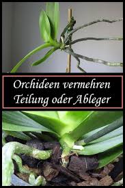 Orchideen Vermehren Durch Ableger Oder Teilung Mit Bildern Orchideen Vermehren Orchideen Pflege Orchideen