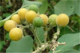 Image result for Solanum mauritianum