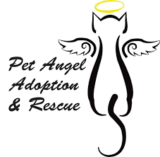 Our shelter features medical examination and grooming areas where newly minted rescue pets are examined and. Pets For Adoption At Pet Angel Adoption And Rescue Inc In Frankenmuth Mi Petfinder