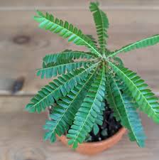 Image result for Biophytum