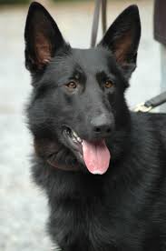 Black And Cream Colored German Shepherd German Shepherd Awesome Beautiful Beautiful Black German Shepherd Dog German Shepherd Dogs German Shepherd Colors