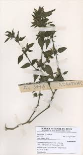 Image result for Ruellia praetermissa