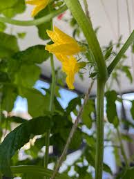 Image result for male flowers cucumber