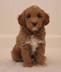 Westie mix puppies are tolerant with children, but should be supervised just in case horseplay goes too far. Breeding Stock Scotland Uk Lomond Hills Labradoodles