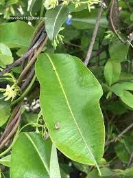 Image result for Cryptolepis apiculata