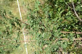 Image result for Pteleopsis anisoptera