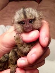 Younger and friendlier monkeys will also cost more. How Much Would A Baby Monkey Cost Peepsburgh