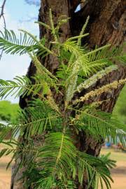 Image result for Tinnea galpinii