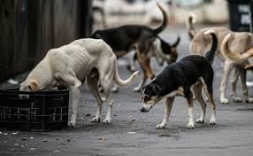 Dog Food Donation in Noida – Feed Stray Dogs at Just ₹29