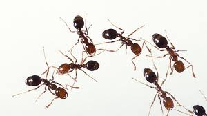 He's the ergatoid, the dominant. What Are The World S Most Dangerous Ants Top Ten Reviews