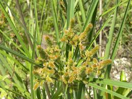 Image result for Cyperus luteus