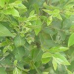 Image result for Maytenus peduncularis